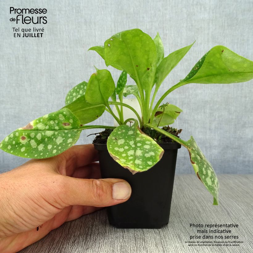 Amostra de Pulmonária Sissinghurst White Vaso de 8/9 cm tal como entregue no verão