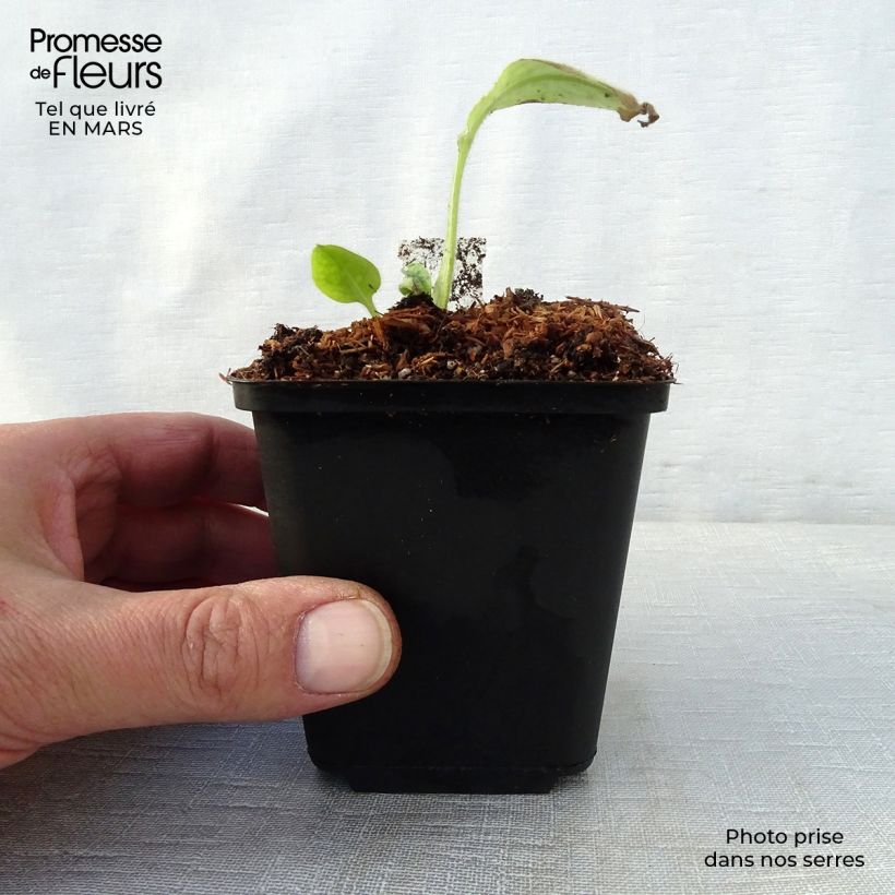 Amostra de Pulmonária Victorian Brooch Vaso de 8/9 cm tal como entregue na primavera