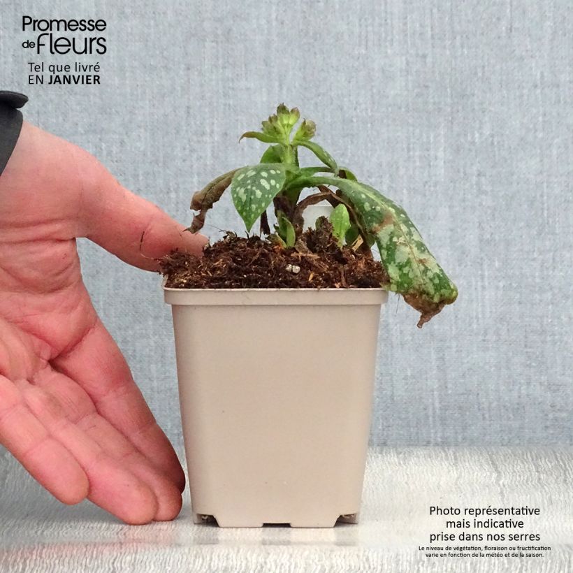 Amostra de Pulmonaire hybride Victorian Brooch Vaso de 8/9 cm tal como entregue no inverno