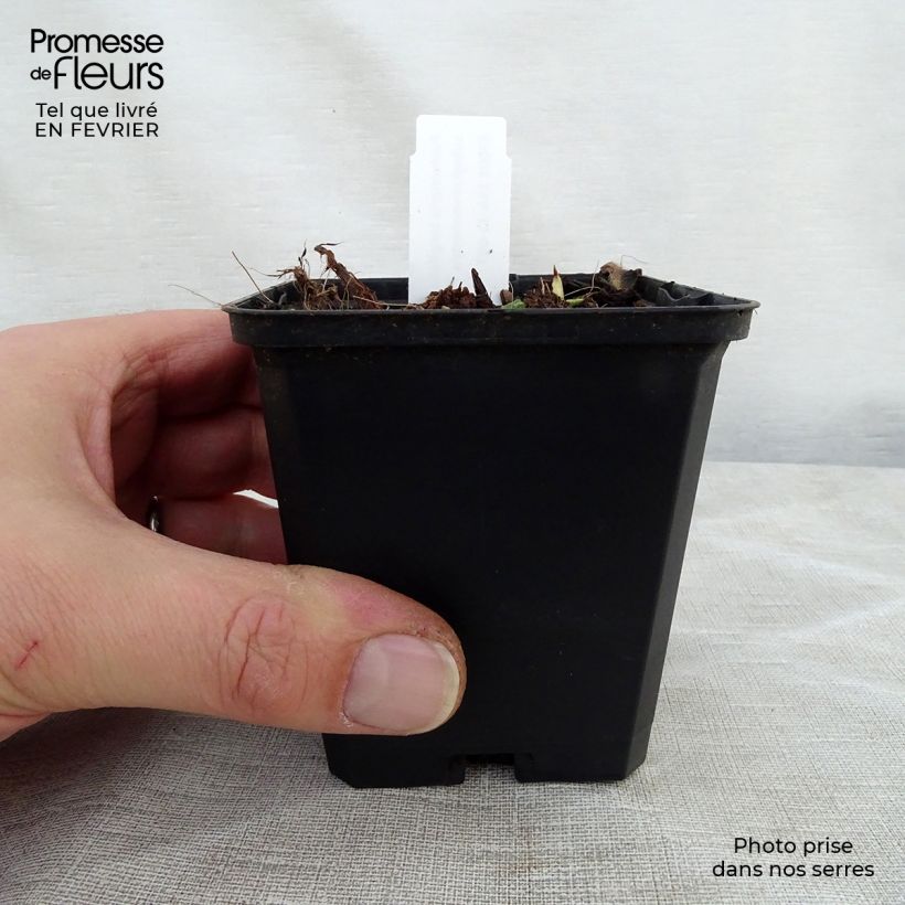 Amostra de Pulmonaire longifolia Cevennensis - Pulmonaire à longues feuilles Vaso de 8/9 cm tal como entregue no inverno