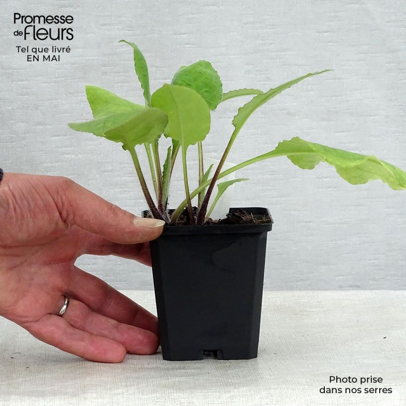 Amostra de Pulmonária rubra Vaso de 8/9 cm tal como entregue na primavera