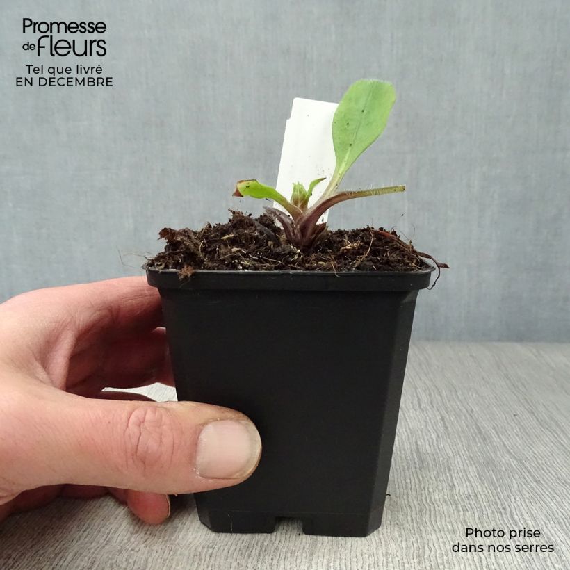 Amostra de Pulmonária rubra Vaso de 8/9 cm tal como entregue no inverno