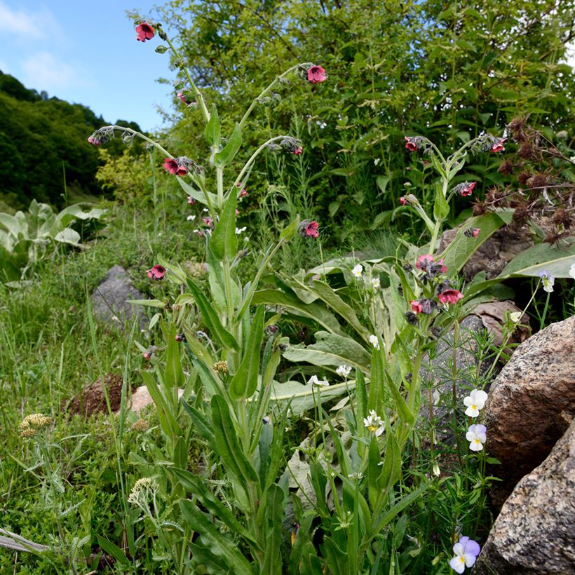 Pulmonária rubra (Hábito)