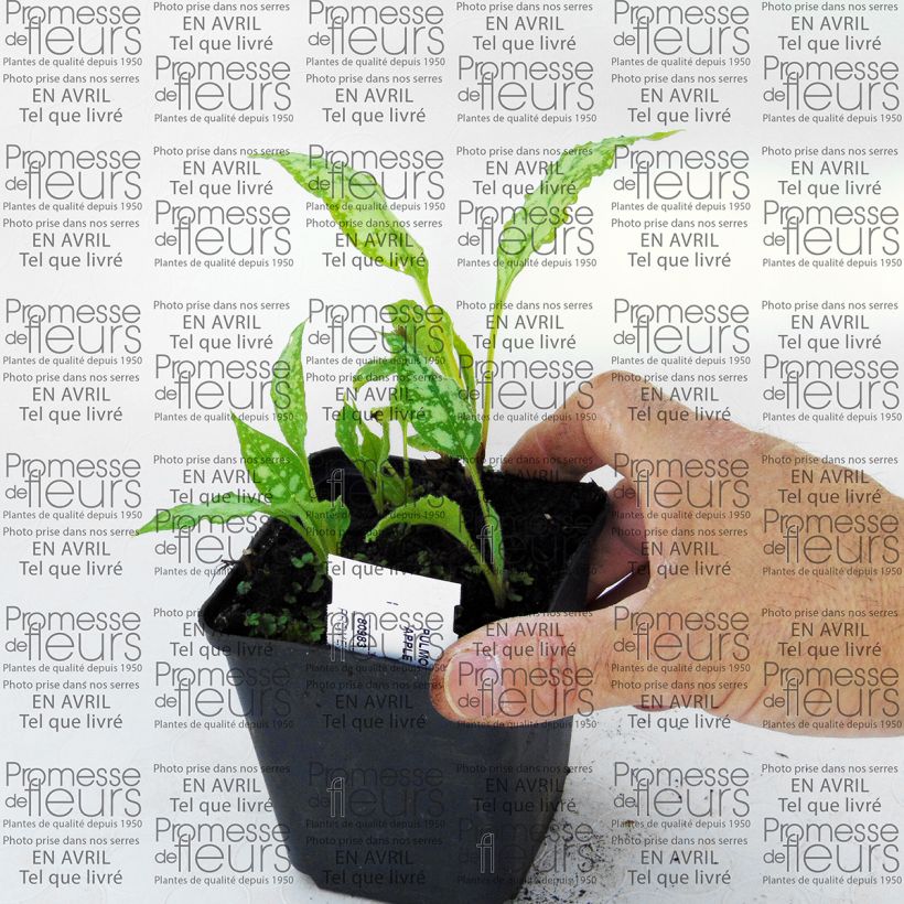 Exemplo de amostra de Pulmonaire hybride - Pulmonaria Apple Frost Vaso de 8/9 cm tal como entregue