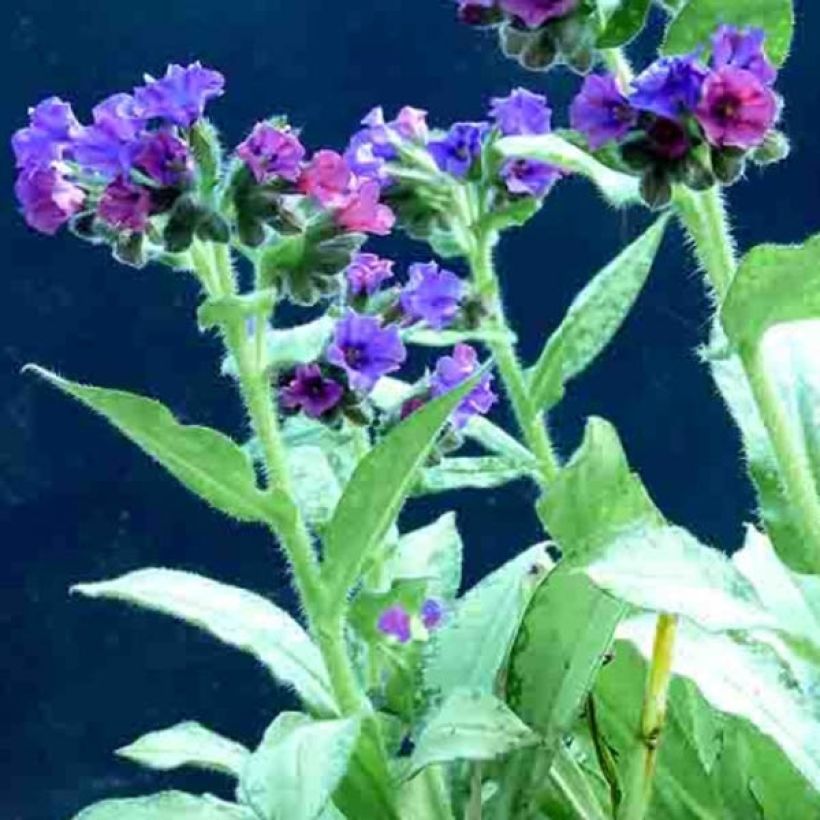 Pulmonária Diane Clare (Floração)