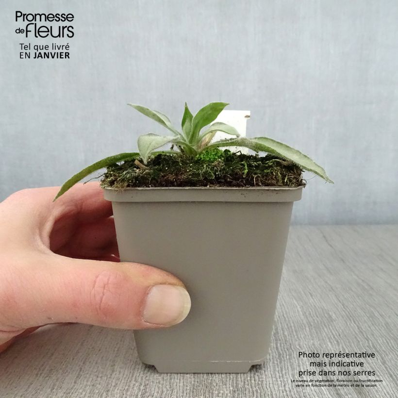 Amostra de Pulmonária Samourai Vaso de 8/9 cm tal como entregue no inverno