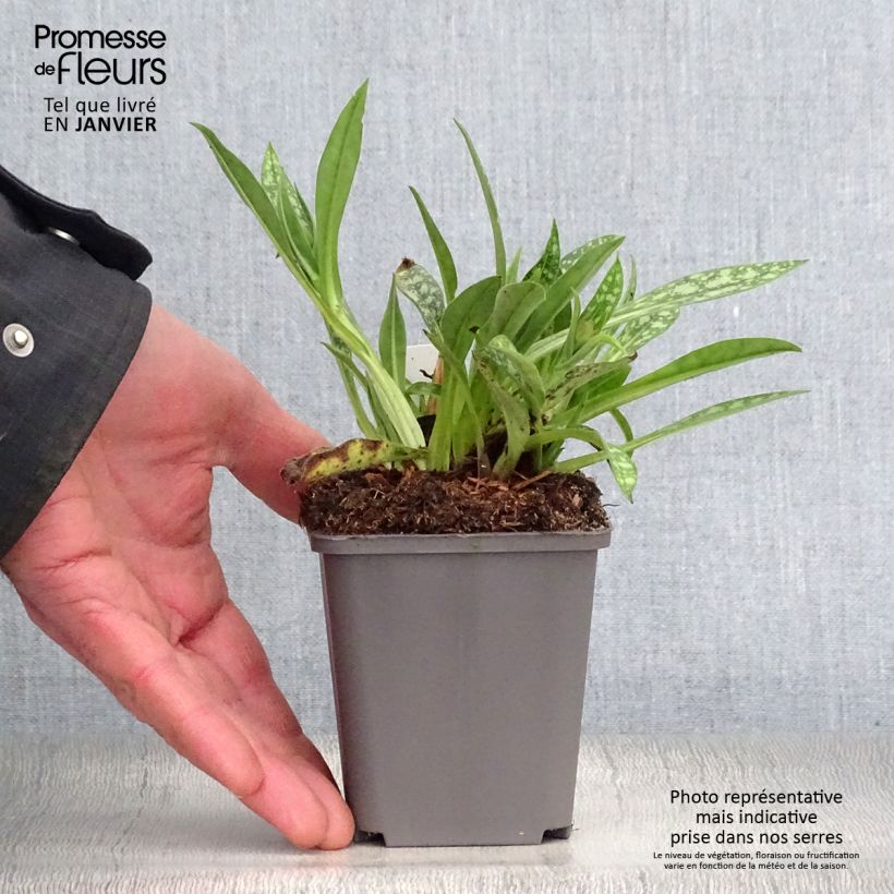 Amostra de Pulmonaria longifolia E.B Anderson - Pulmonaire à longues feuilles Vaso de 8/9 cm tal como entregue no inverno