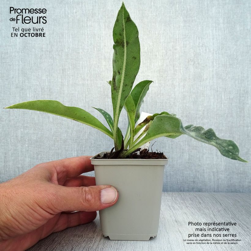 Amostra de Pulmonária longifolia E.B Anderson (Bertram Anderson) Vaso de 8/9 cm tal como entregue no outono