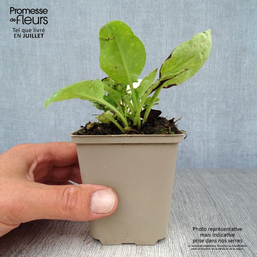 Amostra de Pulmonária officinalis Vaso de 8/9 cm tal como entregue no verão