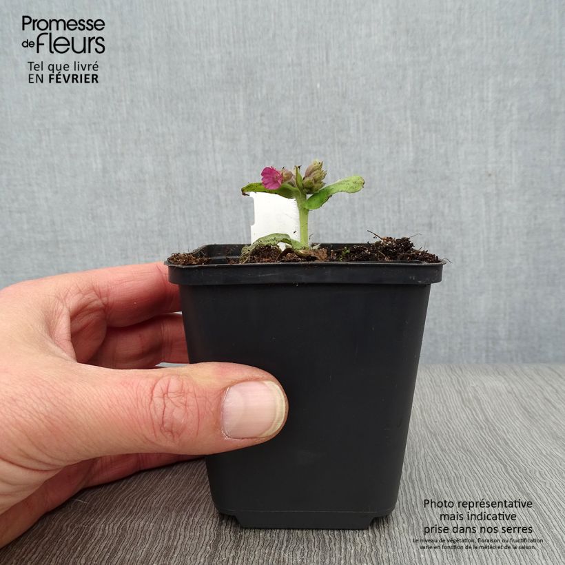 Amostra de Pulmonaria officinalis - Pulmonaire officinale Vaso de 8/9 cm tal como entregue no inverno
