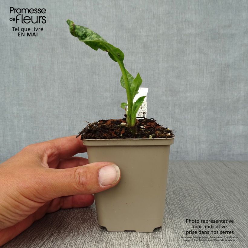 Amostra de Pulmonária officinalis Vaso de 8/9 cm tal como entregue na primavera