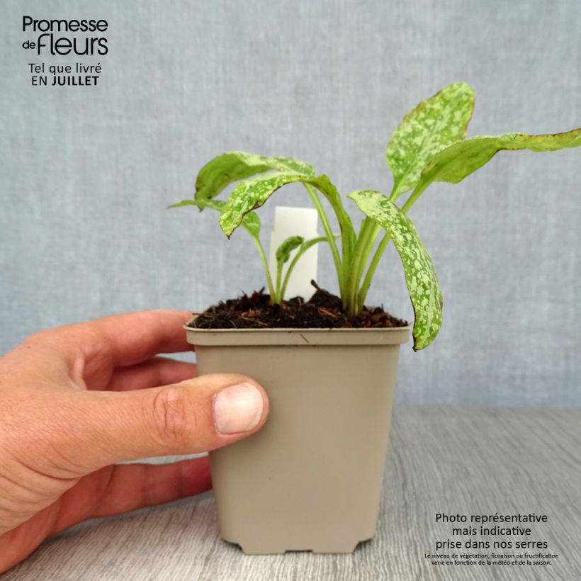 Amostra de Pulmonária saccharata Mrs Moon Vaso de 8/9 cm tal como entregue no verão