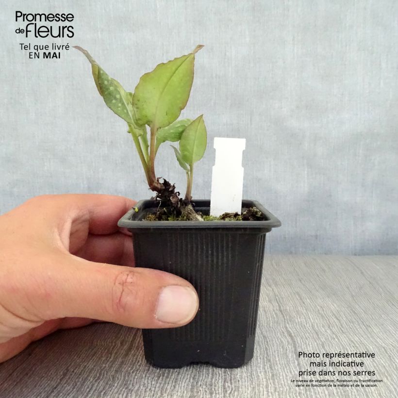 Amostra de Pulmonária saccharata Mrs Moon Vaso de 8/9 cm tal como entregue na primavera