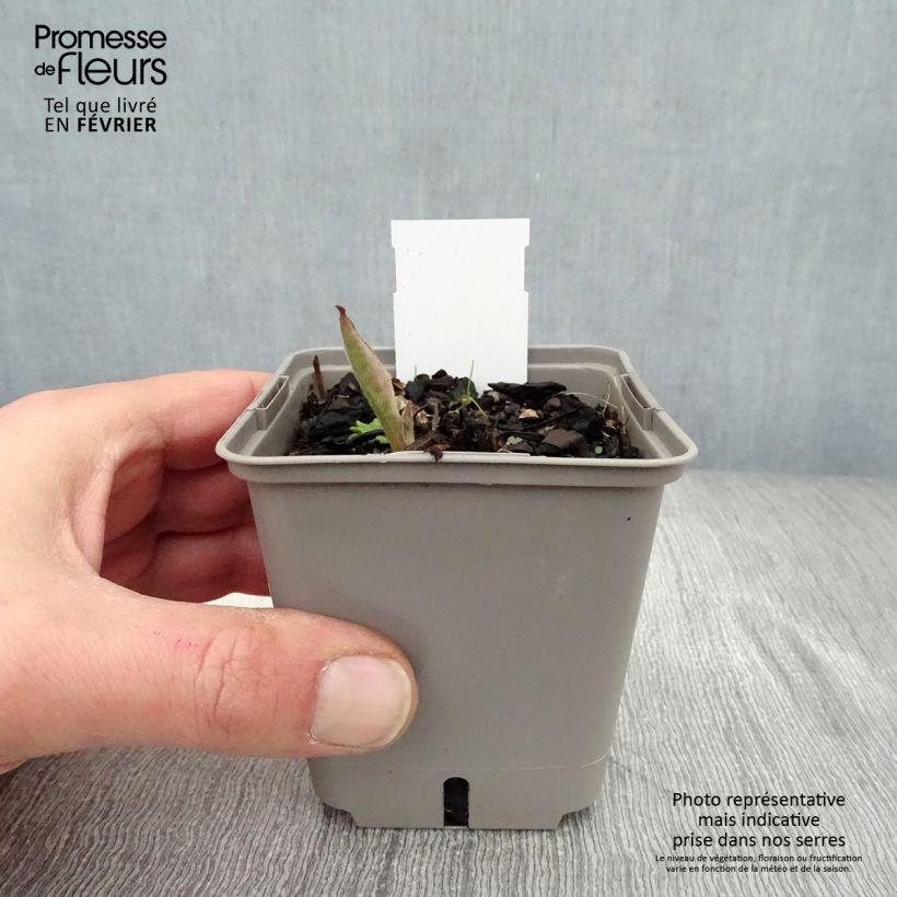 Amostra de Pulmonária saccharata Silverado Vaso de 8/9 cm tal como entregue no inverno