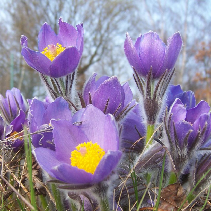 Pulsatilla patens (Floração)
