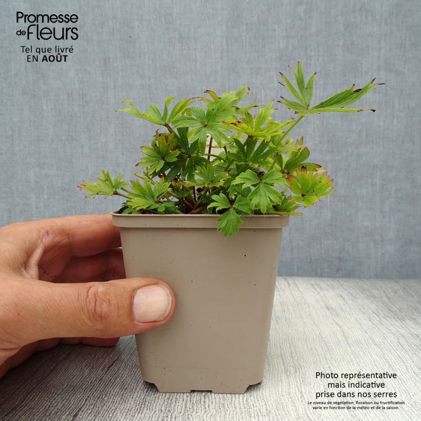 Amostra de Pulsatilla patens Vaso de 8/9 cm tal como entregue no verão