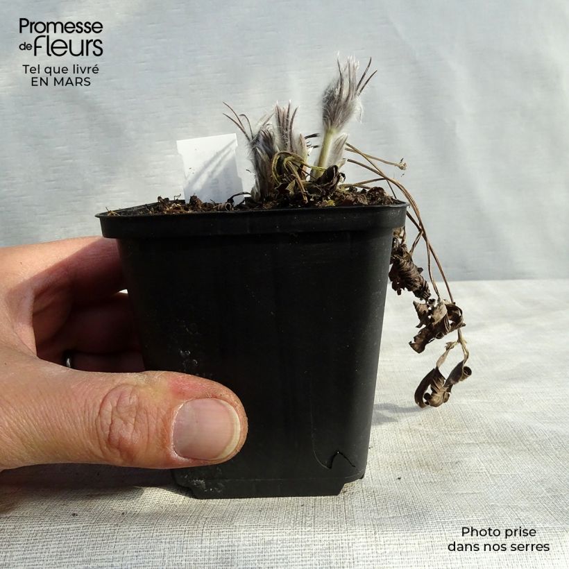 Amostra de Pulsatilla patens Vaso de 8/9 cm tal como entregue na primavera