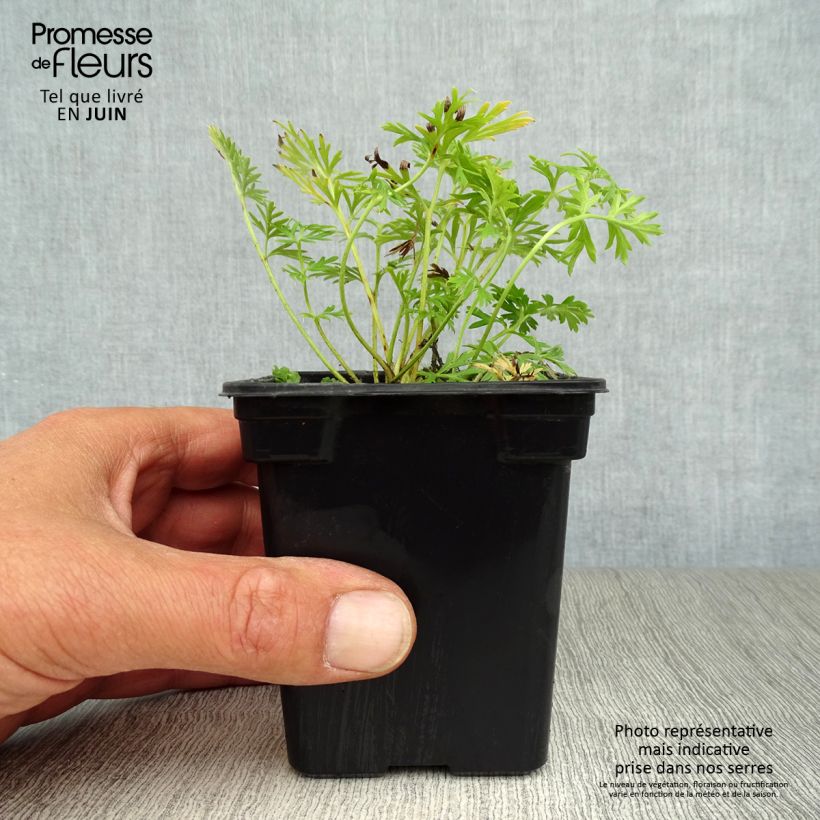 Amostra de Pulsatilla vulgaris Alba Vaso de 7/8 cm tal como entregue no verão