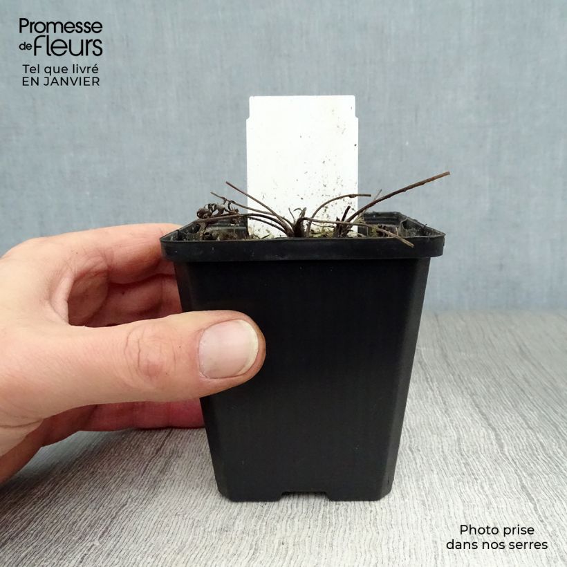 Amostra de Pulsatilla vulgaris Alba - Anémone pulsatille Vaso de 7/8 cm tal como entregue no inverno