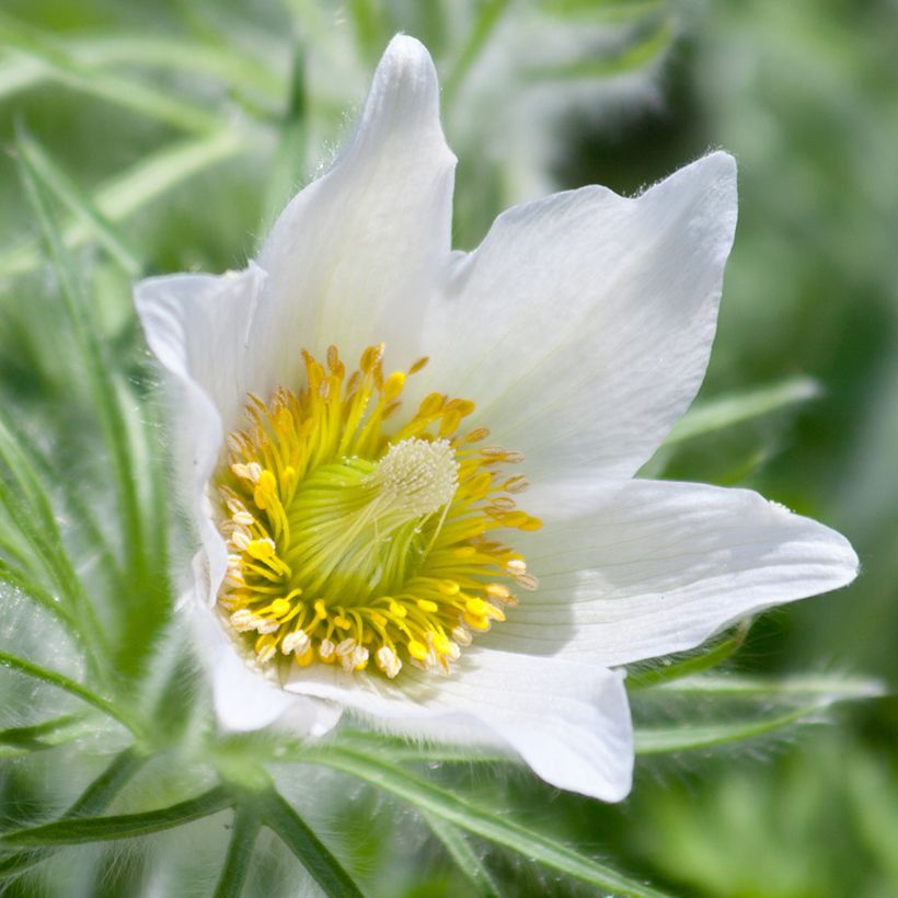 Pulsatilla vulgaris Alba (Floração)