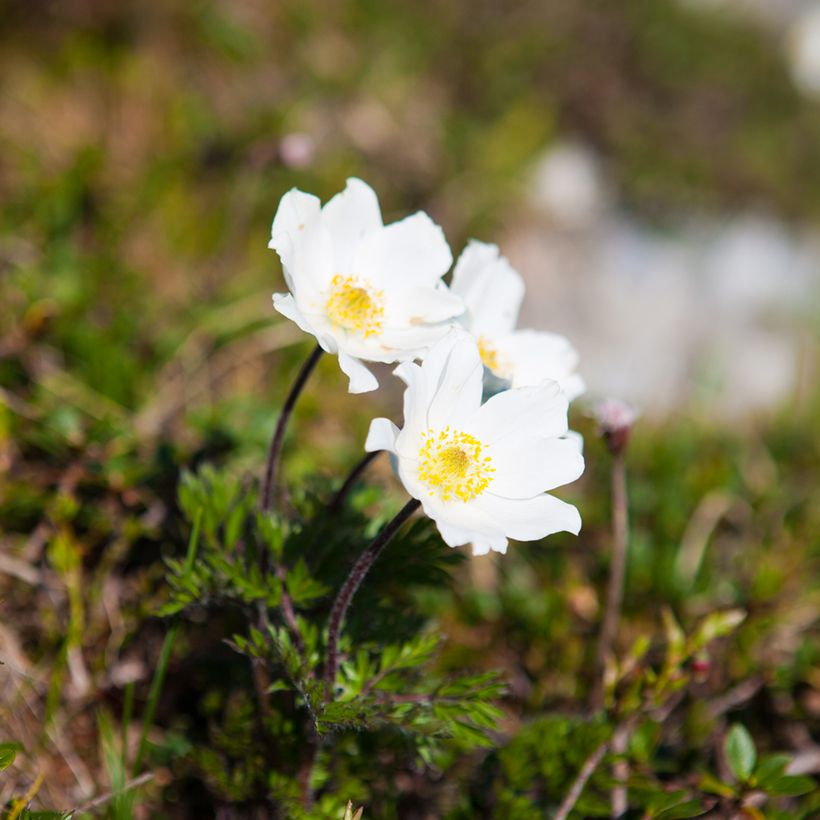 Pulsatilla vulgaris Alba (Hábito)