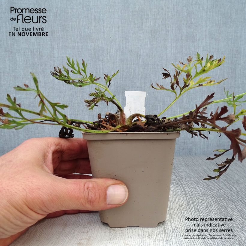 Amostra de Pulsatilla vulgaris Papageno Vaso de 8/9 cm tal como entregue no outono
