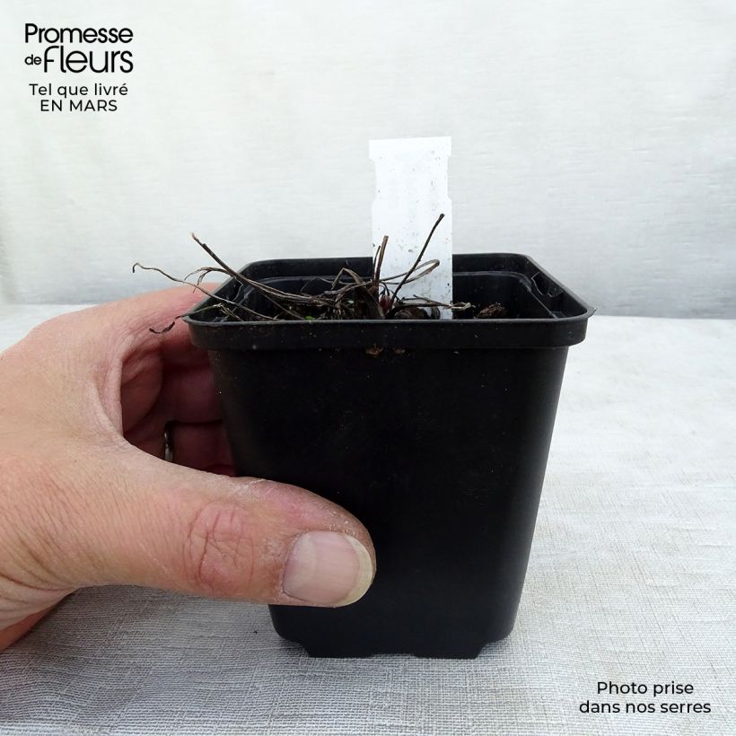 Amostra de Pulsatilla vulgaris Papageno - Anémone pulsatille Vaso de 8/9 cm tal como entregue no inverno