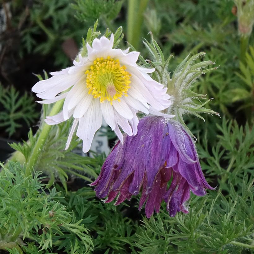 Pulsatilla vulgaris Papageno (Floração)