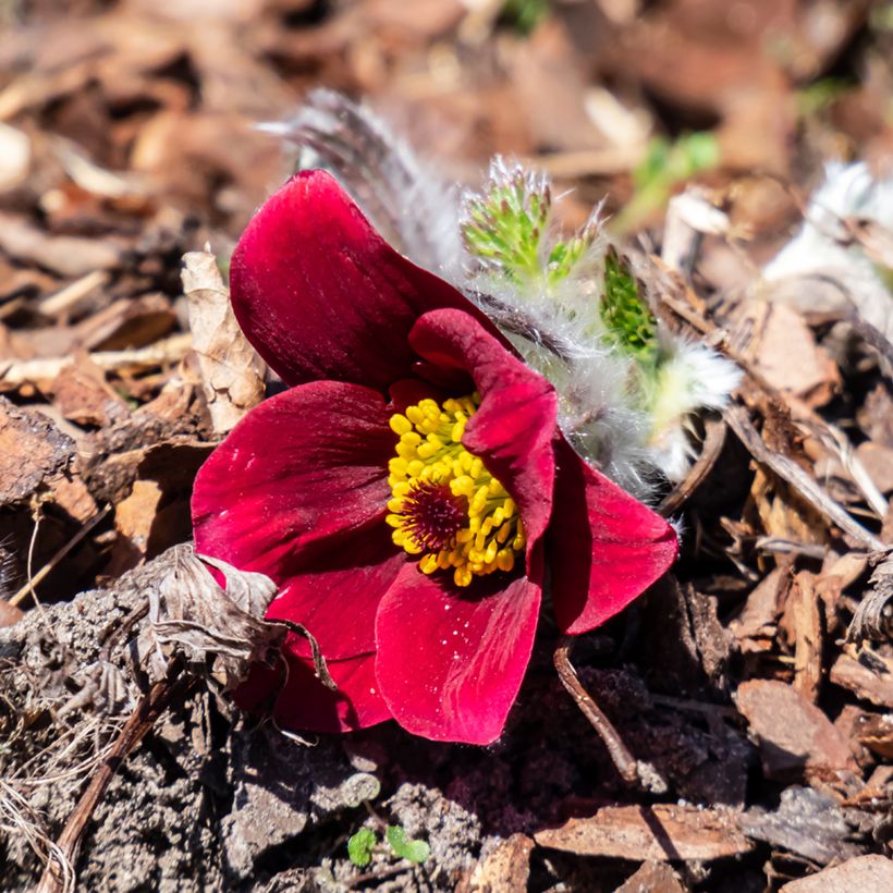 Pulsatilla vulgaris Röde Klokke (Floração)