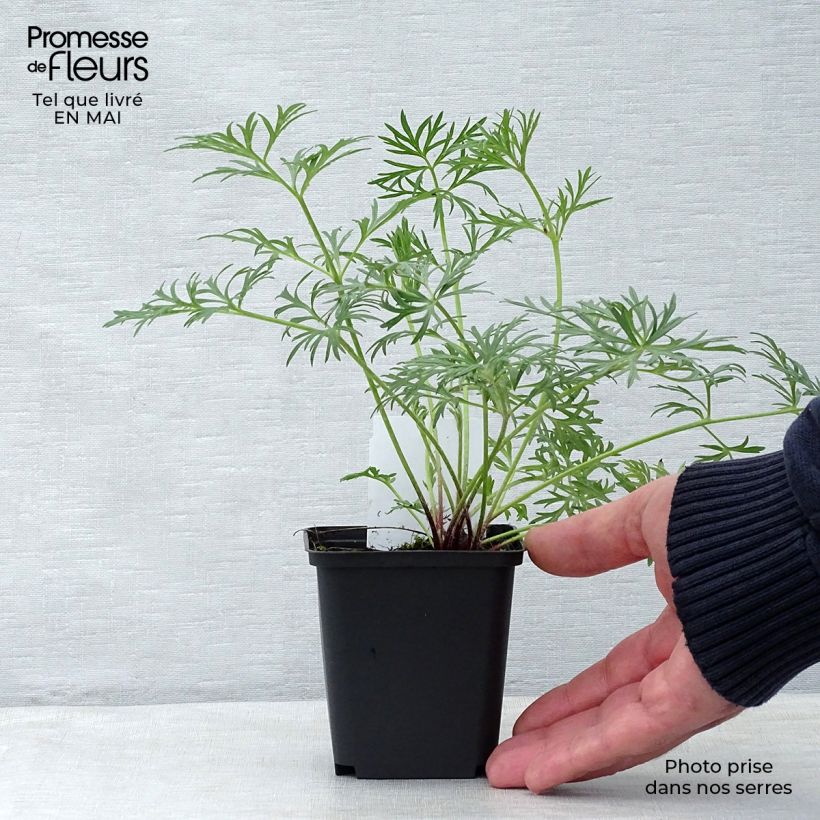 Amostra de Pulsatilla vulgaris Röde Klokke Vaso de 7/8 cm tal como entregue na primavera