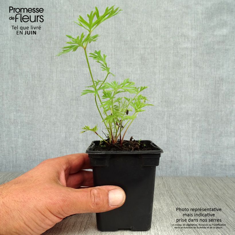 Amostra de Pulsatilla vulgaris Röde Klokke Vaso de 7/8 cm tal como entregue no verão