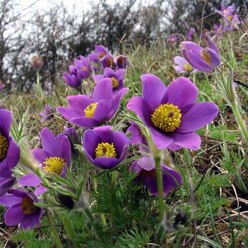Pulsatilla vulgaris Violeta (Floração)