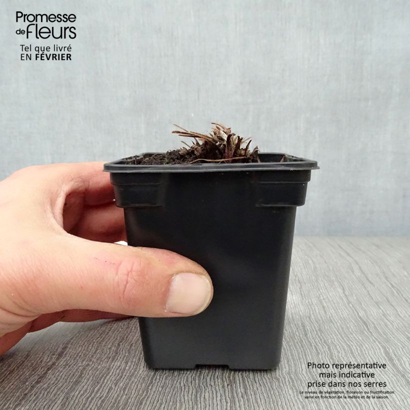 Amostra de Pulsatilla vulgaris Violet - Anémone pulsatille Vaso de 7/8 cm tal como entregue no inverno