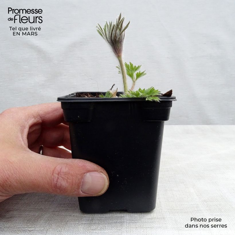 Amostra de Pulsatilla vulgaris Violeta Vaso de 7/8 cm tal como entregue na primavera