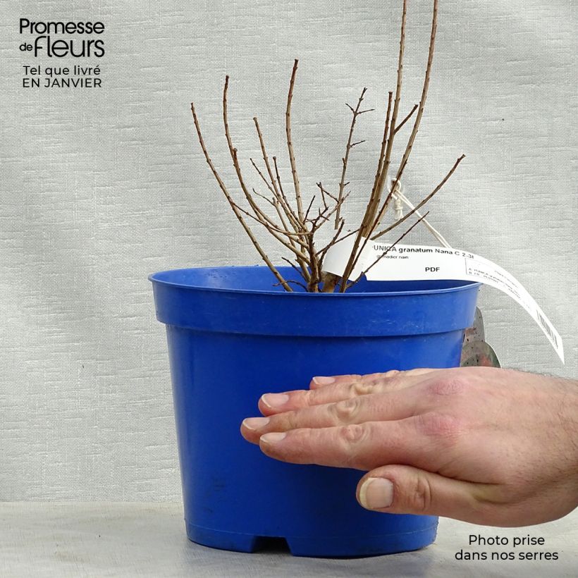 Amostra de Romãzeira Nana Vaso de 2 L/3 L tal como entregue no inverno