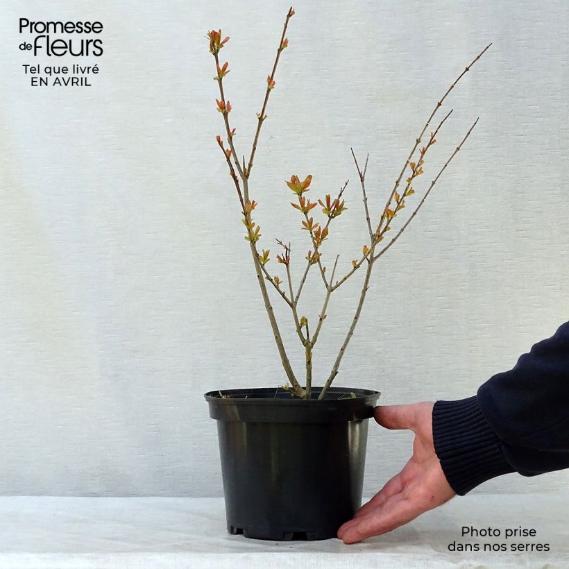 Amostra de Romãzeira Nana Vaso de 2 L/3 L tal como entregue na primavera