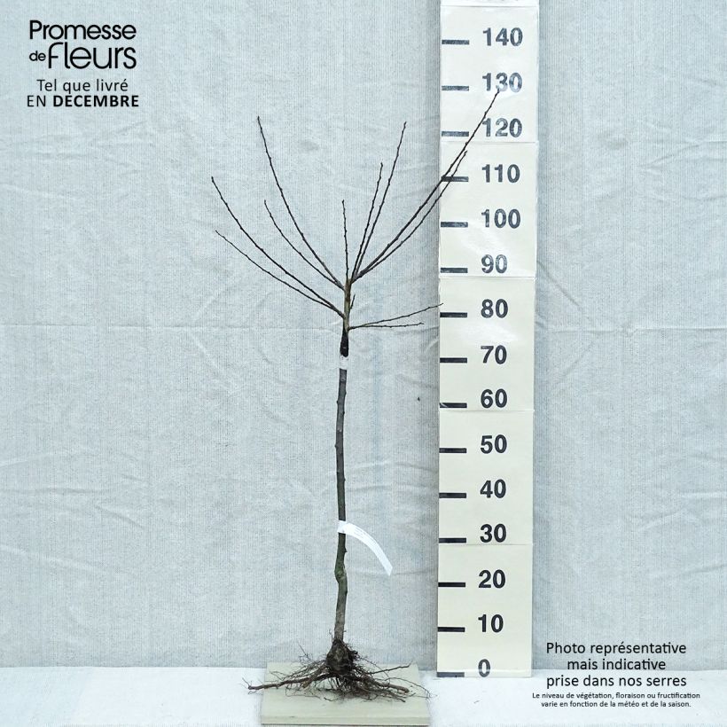 Amostra de Prunier Reine Claude Dorée ou verte Raízes nuas, Copo tal como entregue no inverno