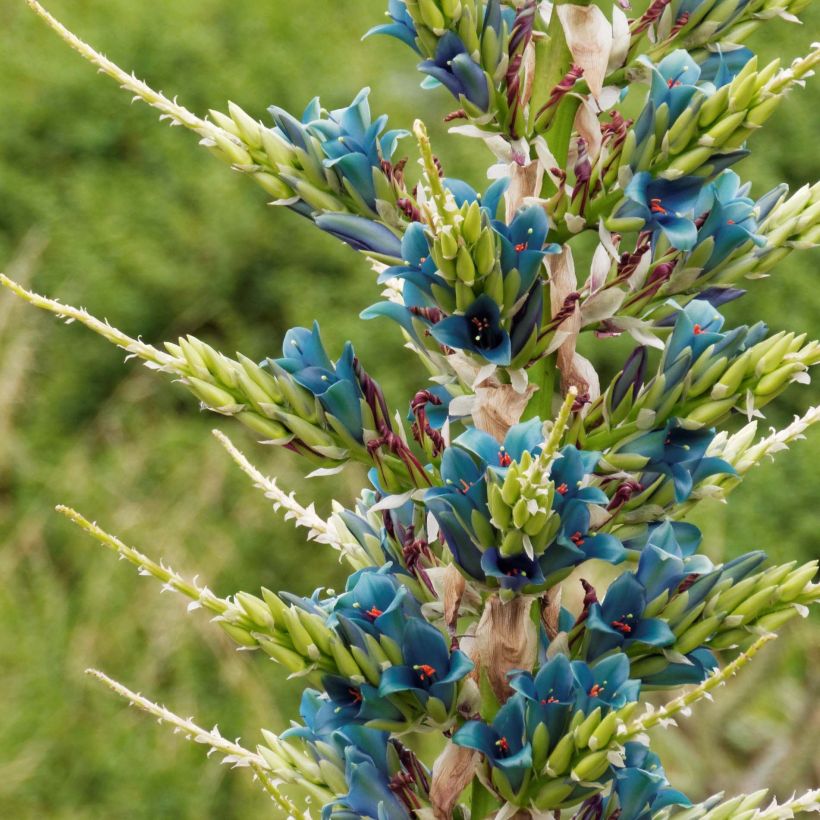 Puya alpestris (Floração)