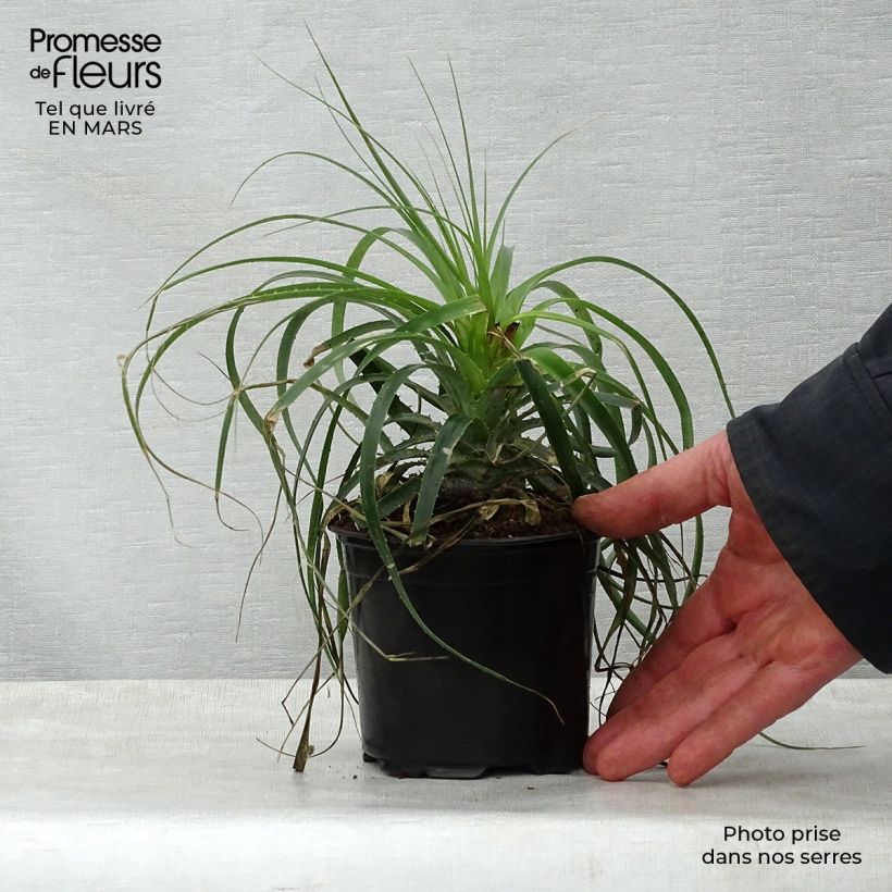 Amostra de Puya alpestris Vaso de 2 L/3 L tal como entregue na primavera