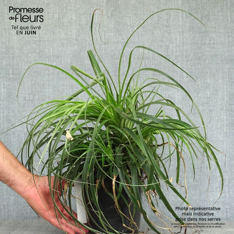 Amostra de Puya alpestris Vaso de 2 L/3 L tal como entregue no verão