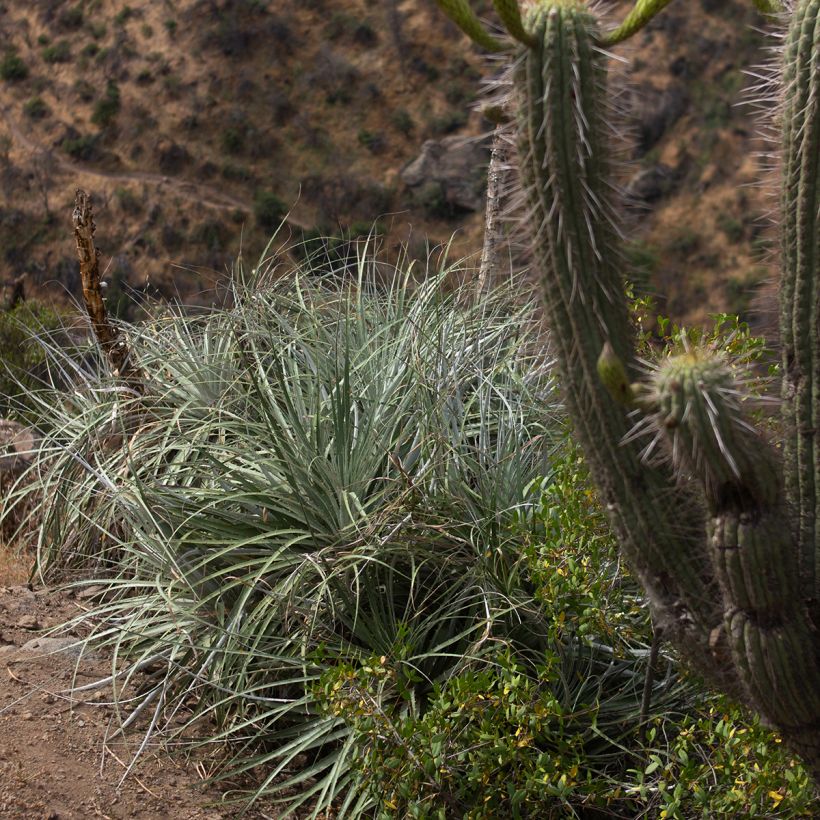 Puya alpestris (Hábito)