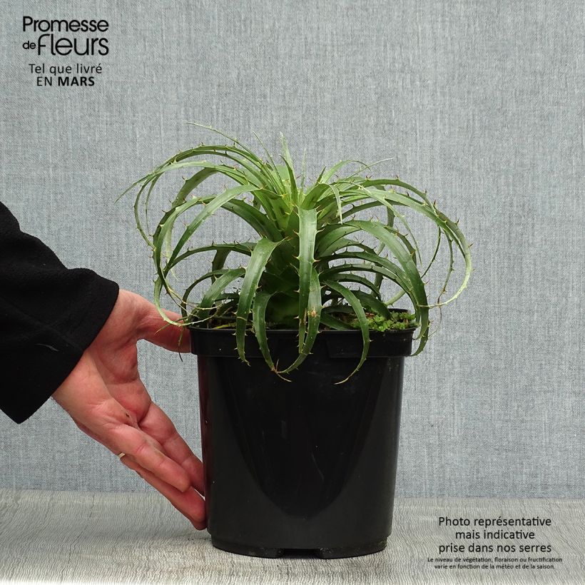 Amostra de Puya berteroniana Vaso de 2 L/3 L tal como entregue na primavera