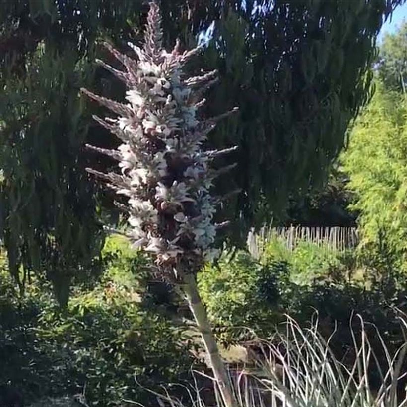 Puya castellanosii (Floração)