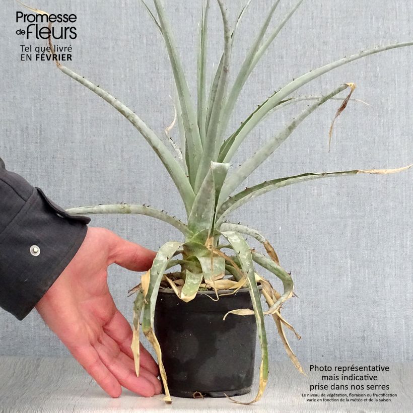 Amostra de Puya castellanosii  Vaso de 12 cm/13 cm tal como entregue no inverno