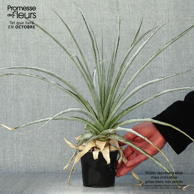 Amostra de Puya castellanosii Vaso de 12 cm/13 cm tal como entregue no outono