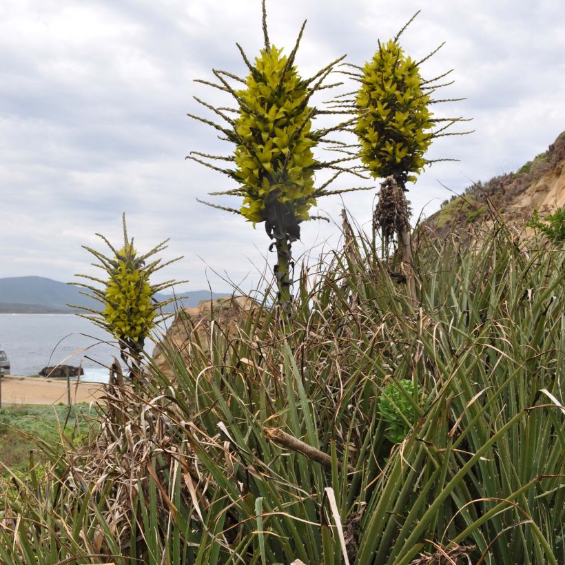 Puya chilensis (Hábito)