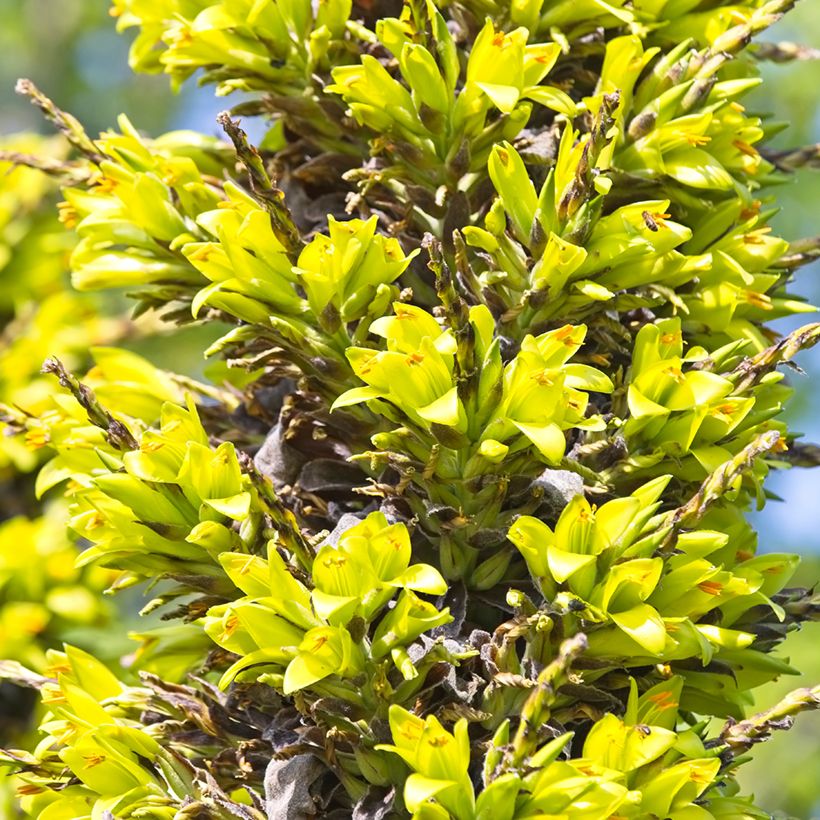 Puya chilensis (Floração)