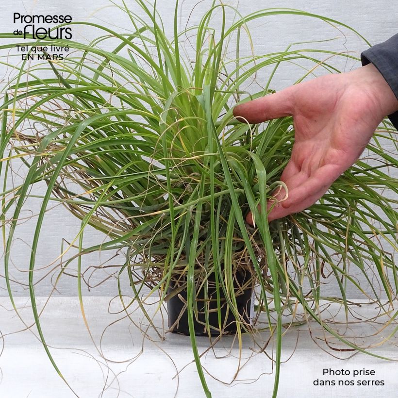 Amostra de Puya mirabilis Vaso de 12 cm/13 cm tal como entregue na primavera