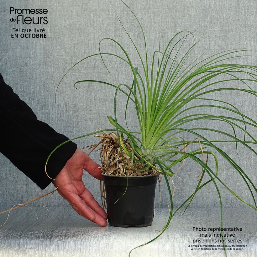 Amostra de Puya mirabilis Vaso de 12 cm/13 cm tal como entregue no outono