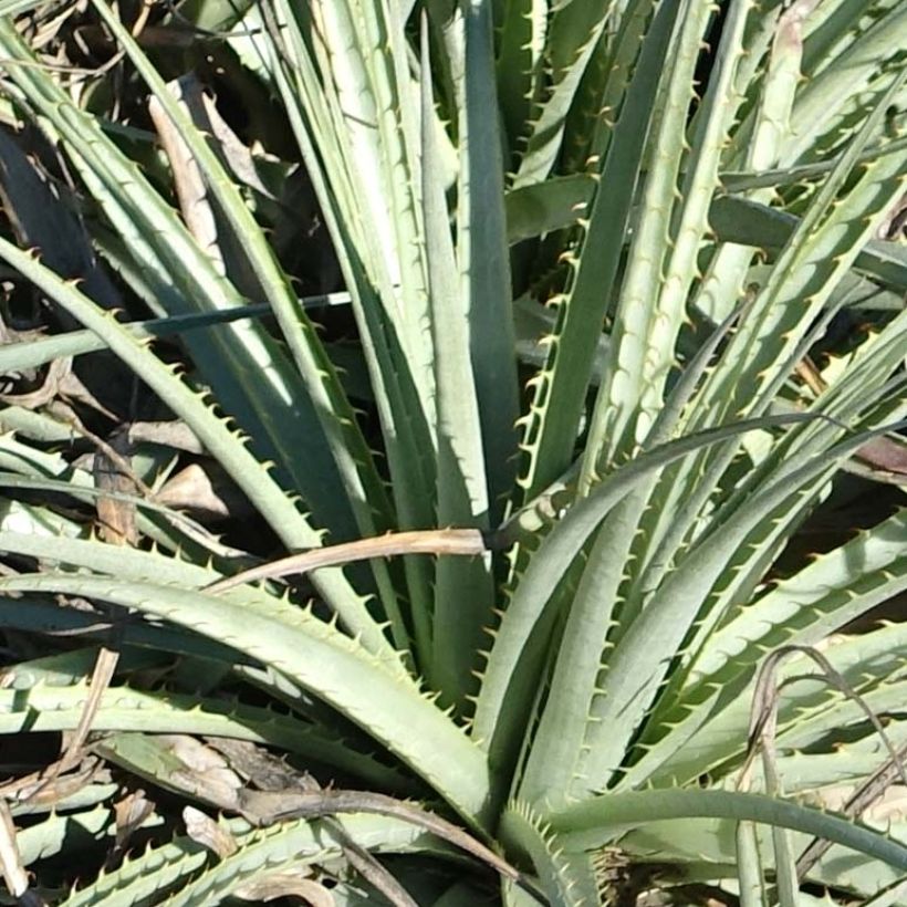 Puya venusta (Folhagem)